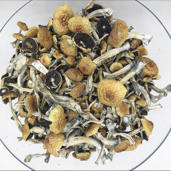 B-Magic-mushrooms-Shroom-Dudes-2-600x601