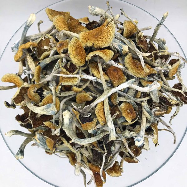 Costa-Rican-Magic-Mushroom