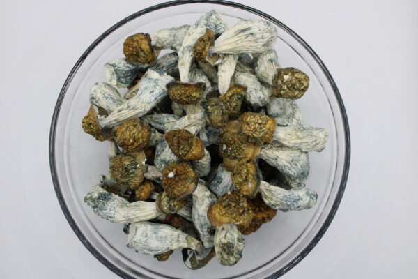 Makilla-Gorilla-Magic-Mushroom-Premium--600x400