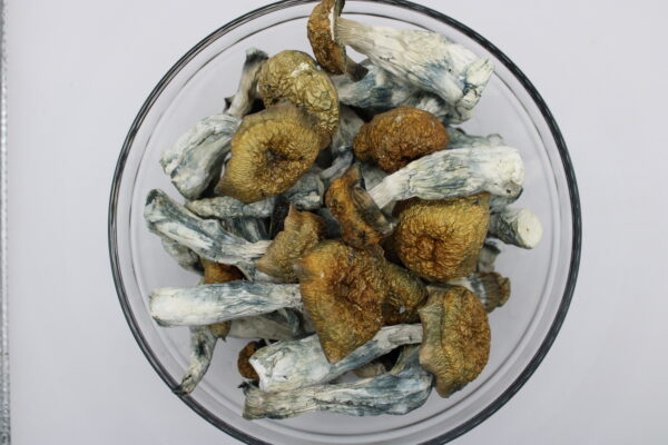 Monster-Mack-Craft-Grown-Magic-Mushroom-600x400