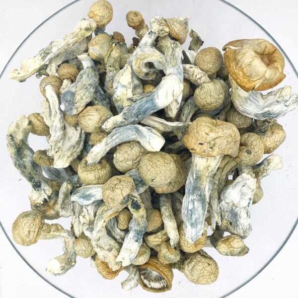 PE6-Magic-Mushroom-600x600