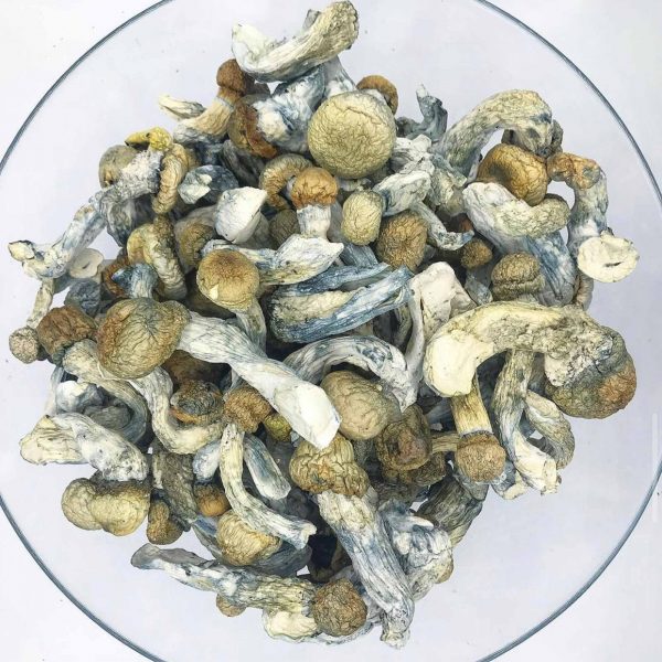 Penis-envy-magic-mushrooms