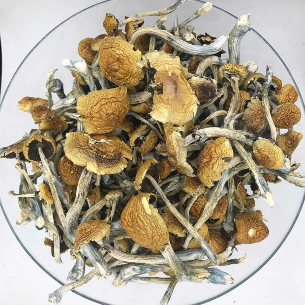 South-American-Magic-Mushroom-600x600